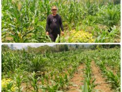 Desa Wawolimbue Alokasikan Dana untuk Ketahanan Pangan