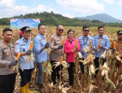 Wakapolda Sultra Pimpin Panen Jagung Kuartal ke-IV di Desa Tambakua, Kolaborasi Pemda, Polres Konut dan PT. AKP